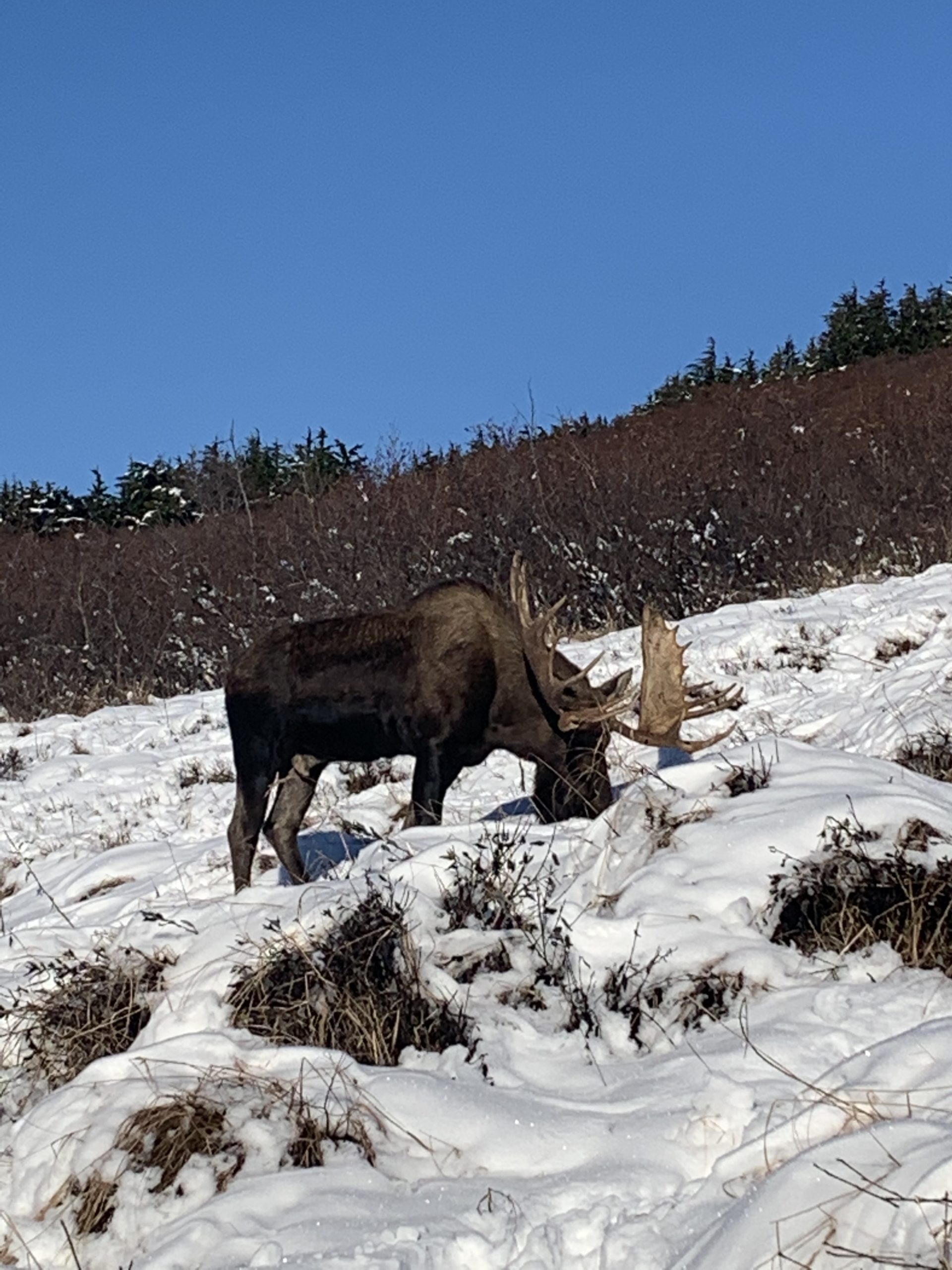 Alaska Tour of Anchorage Endurance Adventures